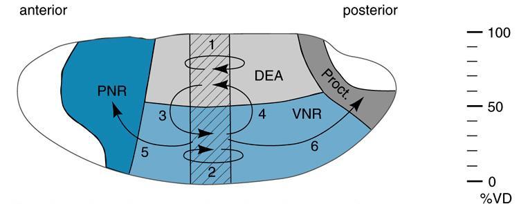 Isolation Experiment Demonstration of Bias DEA epidermis VNR ½ neural; ½ epidermis Figure 6.