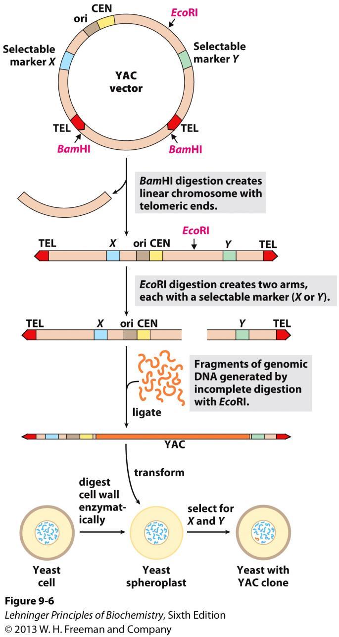 Construction of a yeast artificial chromosome (YAC). A YAC vector includes an origin of replication (ori), a centromere (CEN), two telomeres (TEL), and selectable markers (X and Y).
