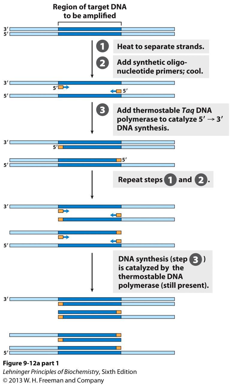 General Steps of PCR Amplification of a DNA segment by the polymerase chain reaction (PCR). (a) The PCR procedure has three steps.