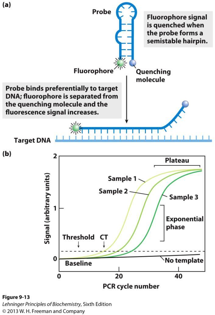 Quantitative PCR. PCR can be used quantitatively, by carefully monitoring the progress of a PCR amplification and determining when a DNA segment has been amplified to a specific threshold level.