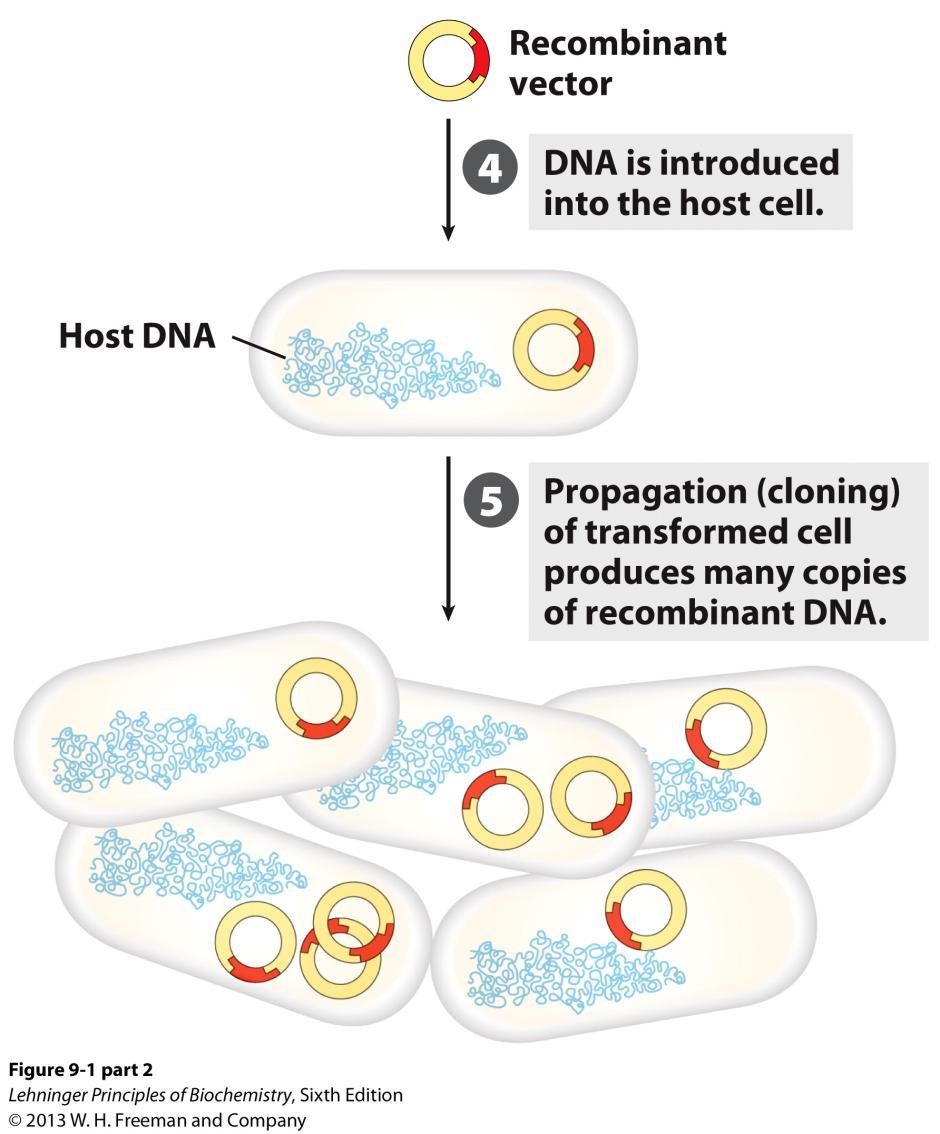 DNA Cloning: