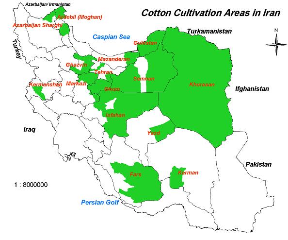 About 80% of total land under cotton cultivation is situated in five provinces including North Khorasan, Razavi Khorasan, South Khorasan, Golestan and Fars.