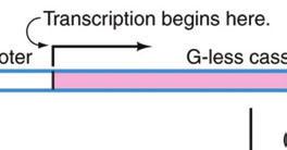 Assay system to isolate transcription factor biochemically. Assay system to isolate transcription factor.