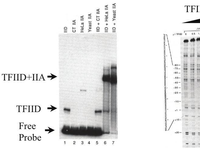 Assembly of GTF at the promoter in vitro: Gel mobility shift assay.