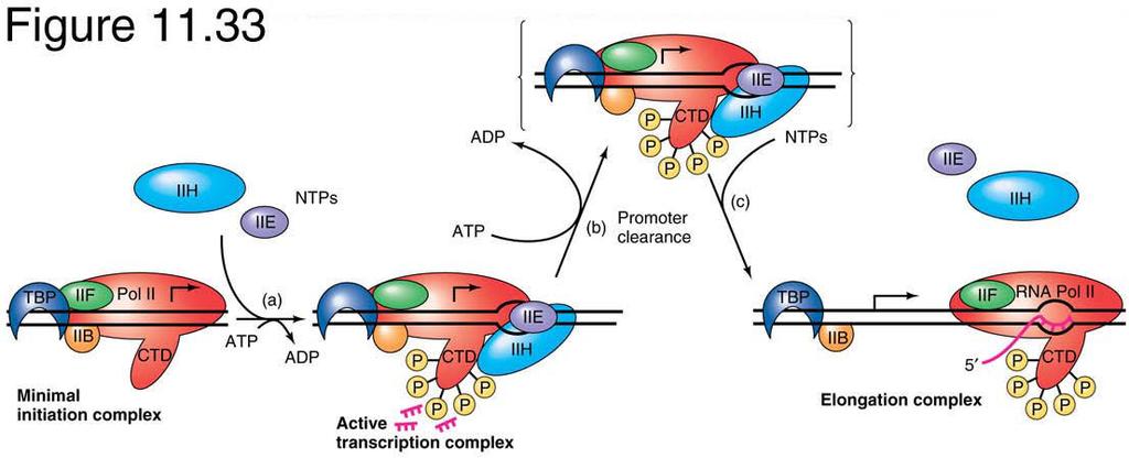 TFIIH (helicase / ATPase activity appears to act at the promoter clearance step, a transition stage between initiation and elongation.