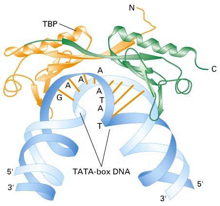 TATA binding protein: TBP : TATA binding protein.