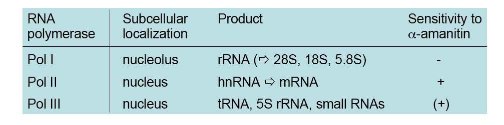 Pol I Approx. 70-80% of total RNA synthesized the precursors for the 28S, 18S, and 5.