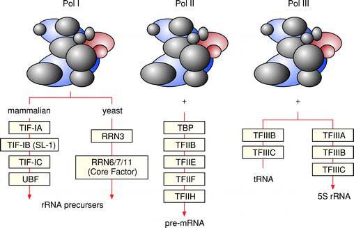 Pol II (10-15% of total) typically synthesized mrnas that are translated into proteins.