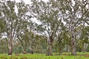 2 Native forests Native forests account for 99% of our forests, covering 147.4 million hectares and are mainly Eucalypt, Acacia, Melaleuca and Callitris species.