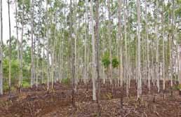 Plantations Native Eucalyptus Red Gum forest Native Melaleuca Tea Tree forest Plantations are intensively managed stands of trees that have been artificially planted with native or exotic species,