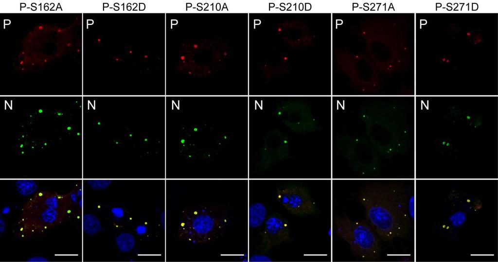 Supplementary Figure 9 (related to Figure 6 D): Role of P phosphorylation in NB-like structures formation BSR-T7/5 cells were co-transfected for 24h, with plasmids ptit-n and the indicated ptit-p