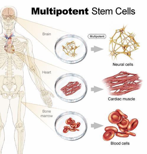 Stem Cell Classifications Adult Stem Cells Potential: Multipotential Ability to form SPECIFIC cells within a lineage Can make multiple copies of themselves over a prolonged period Can