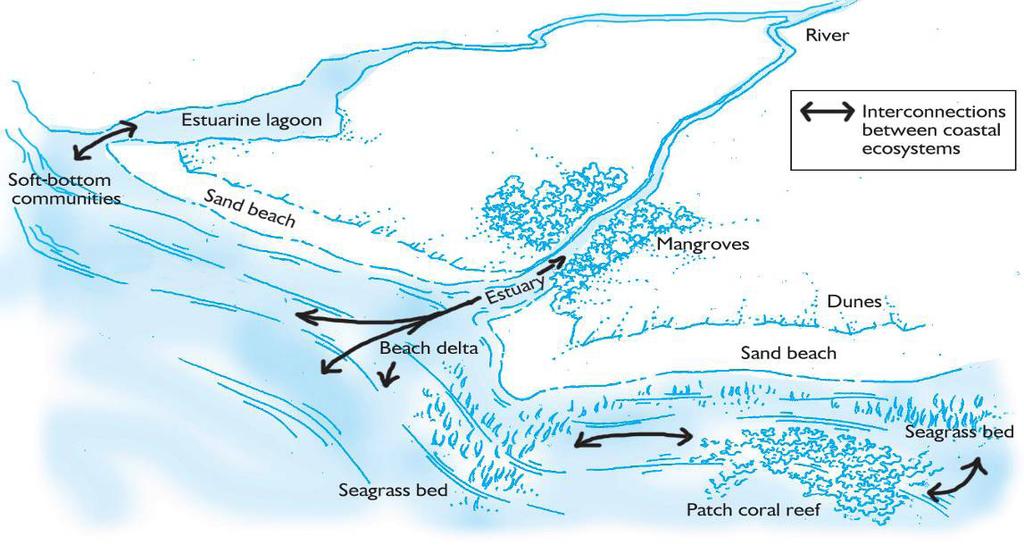 Figure 1.1 Important Coastal Ecosystems and Habitats. Source: Maragos et al. 1983. Beaches Coral Coral reef Estuaries Foreshore Lagoons Mangroves Sea-grass beds Source: Castro and Huber 1997. Table 1.