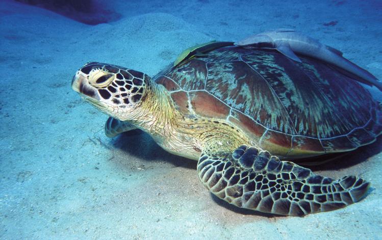 PhilippineS Environment Monitor 2005 Box 1.2 Marine Turtles: Worth More Alive Than Dead. The monetary value of marine turtles is remarkable.