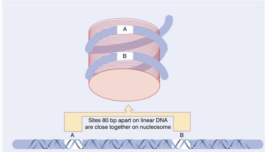 1st level of 16 chromatin - nucleosomes a protein could contact sequences on DNA that lie at