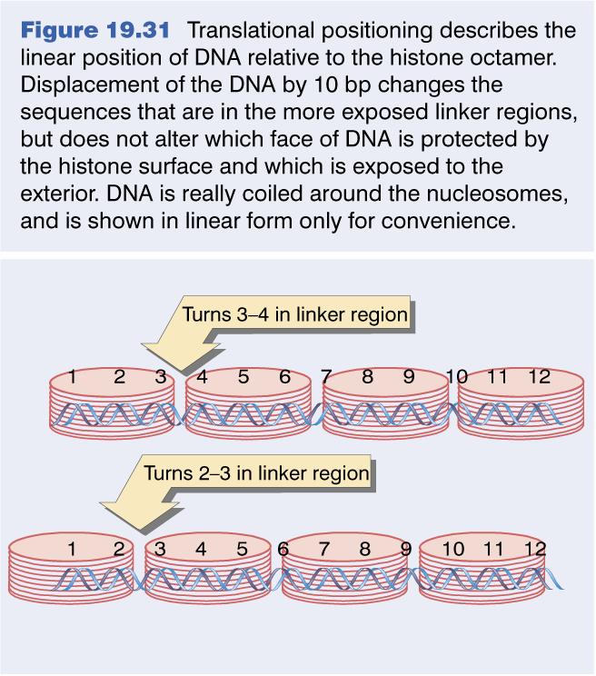 2. Nucleosome positioning 38 Nucleosome positioning along DNA sequence is not random Enables transcriptional