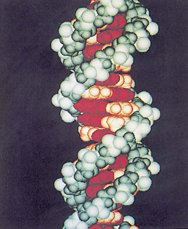 ds forms 6 of nucleic acids Form coiling bp/turn rotation/bp