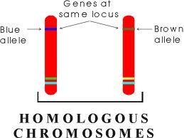 The sequence of bases in DNA forms the Genetic Code A group of three bases (a triplet) controls the production of a particular amino acid in the cytoplasm of the cell The different