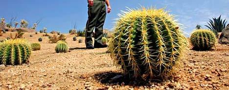 ------------------------------ A cactus is a plant which lives in the desert.