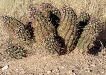 Activity: Look at the picture of cactus.