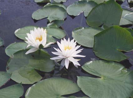 This plant is called water lilies. It lives in fresh water.