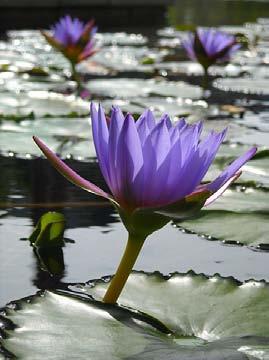 Why water lily has soft stem.