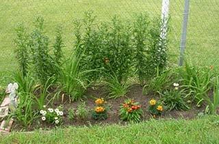 2.4.1, 2.1.1, 2.2.5 Life science Visiting Activity (1) Look around your school ground for a flower bed and a tree.