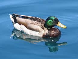 All animals have characteristic or features that make them suited to where they live. Look at this duck.