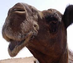 How does the structure of nose help camel to live in