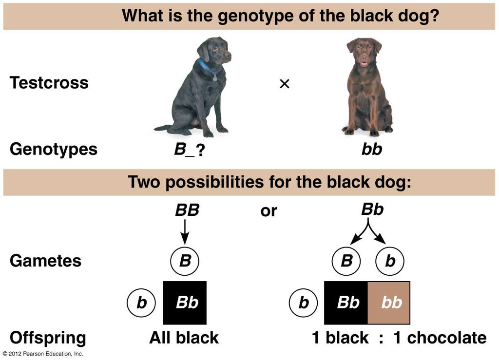 An example of using Mendelian genetics to determine unknown genotypes Cross an individual of unknown
