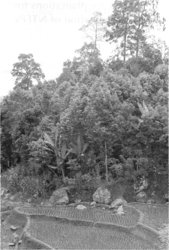 Vauable tree species in agroforestry systems 159 Plate 16. A complex agroforest based on rubber and cinnamon in Sumatra in close proximity to paddy rice, (photo: R.R.B. Leakey) Plate 17.