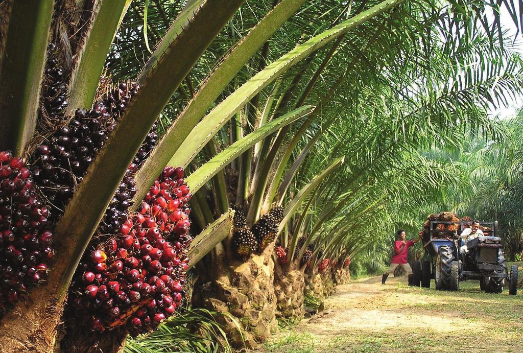 Palm Product Traceability Jan Sep 2014 58% 41% 67% 64% Palm Products in Scope 2014 Traceability Programme 68,339 MT Segregated in Europe A risk methodology was developed, which allows prioritisation