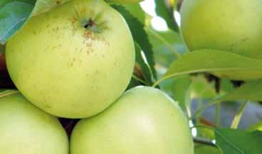 Prespa red apples Photo by Nehru Suleyman Eutrophication from excessive use of manure and other fertilizers for agriculture
