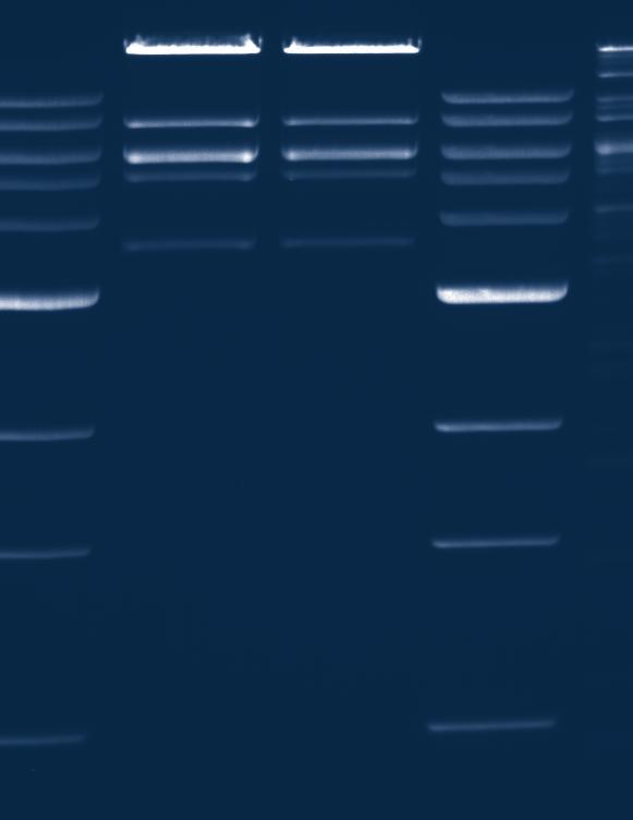 Performance you can count on High Fidelity (HF ) Restriction Enzymes from New England Biolabs For over 35 years, New England Biolabs has been developing innovative solutions for molecular biology
