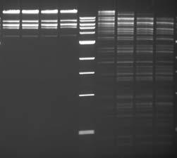 What does an HF Restricti Optimized performance for a wide range of conditions High Fidelity Restriction Enzymes have been engineered by exchanging functional amino acid residues and then screening