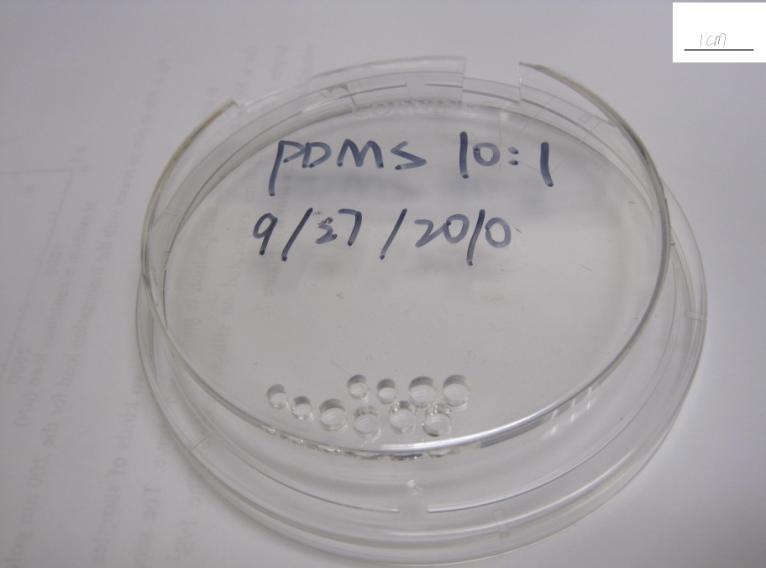 After PDMS network mold cures, the sample is stable and can be stored for months. The ratio between the initial length L 0 and the diameter D of the sample is a pertinent parameter.