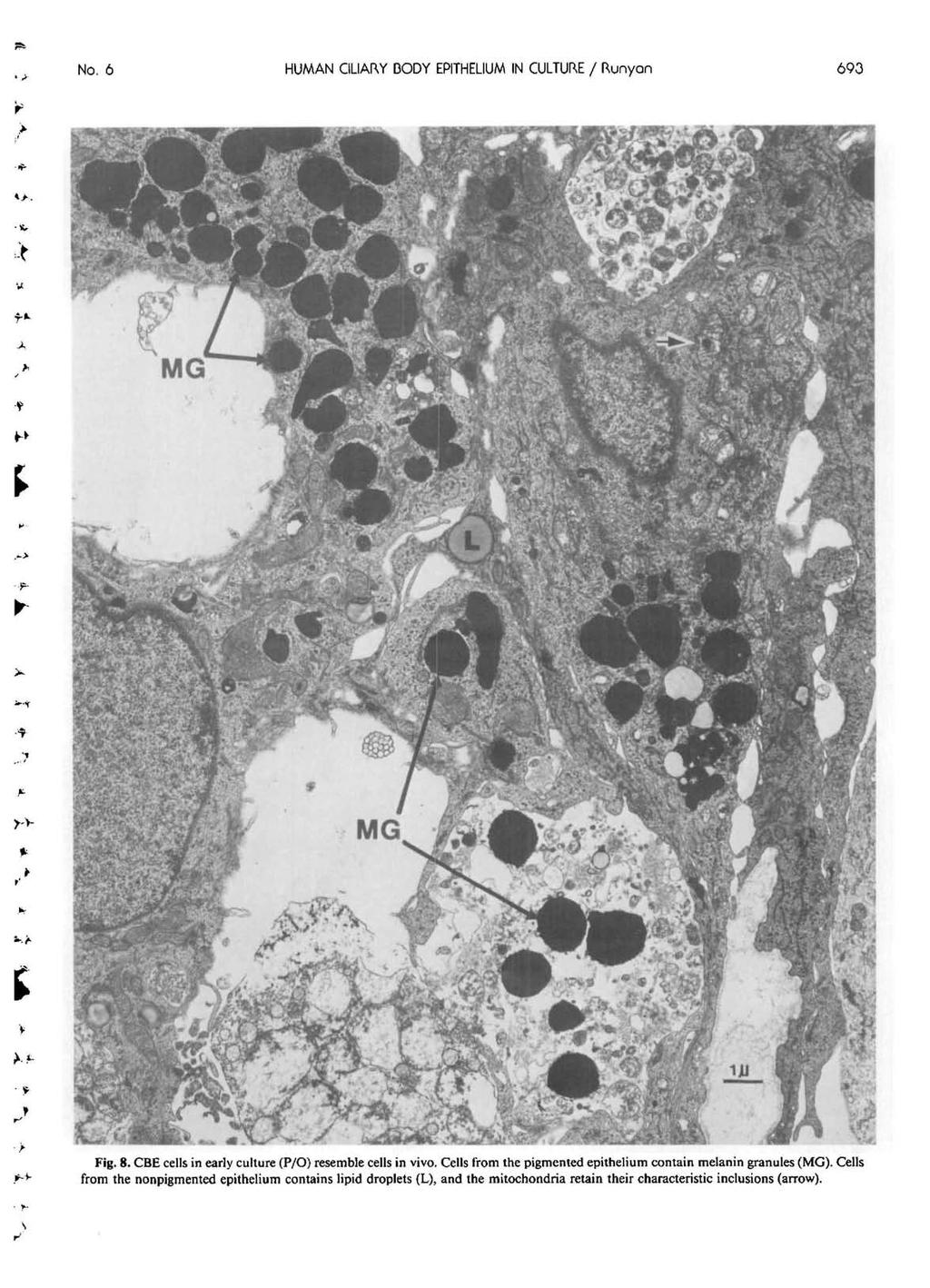 No. 6 HUMAN CILIARY BODY EPITHELIUM IN CULTURE / Runyon 693 *>. Fig. 8. CBE cells in early culture (P/O) resemble cells in vivo.