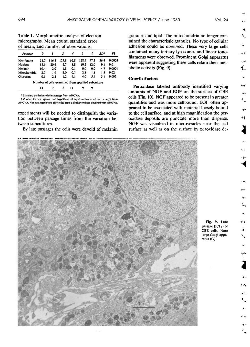 694 INVESTIGATIVE OPHTHALMOLOGY & VI5UAL SCIENCE / June 1983 Vol. 24 Table 1. Morphometric analysis of electron micrographs. Mean count, standard error of mean, and number of observations.