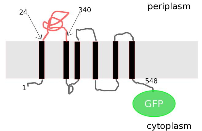 The Major Periplasmic Domain of YidC May Be Required for Polar Localization of a Green Fluorescence Protein Tagged YidC Variant Protein in Escherichia coli Peter Xu, Kevin He, Steven Yan Department