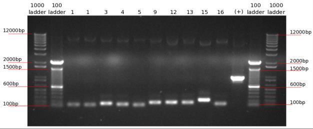 plasmid yielded DNA fragment around 1000 bp. All PCRs using exterior primers only and modified constructs resulted in fragments around 100 bp.