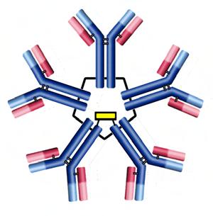 TWO ISOTYPES. Heavy Chain Isotypes There are three general immunoglobulin structures, defined by heavy chain isotypes - the monomer, dimer, and the pentamer.