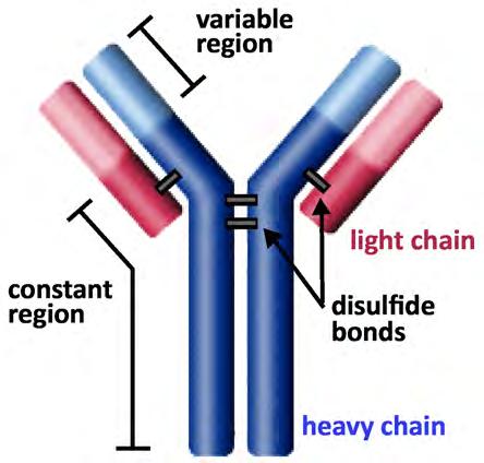 Basic antibody structure (monomer IgG). Red and blue areas indicate light and heavy chains respectively. Light and dark areas of each chain indicate the variable and constant regions respectively.