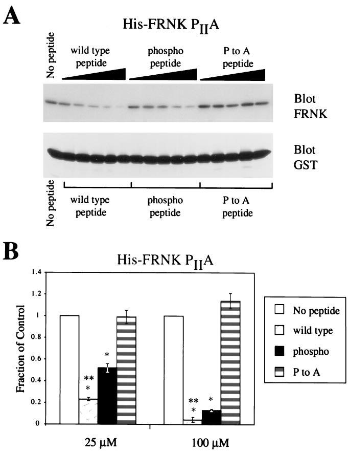 A. Ma et al. Figure 6. Effects of serine phosphorylation on FAK peptide binding to the Cas SH3 domain when Cas binding is restricted to site I of His-FRNK.