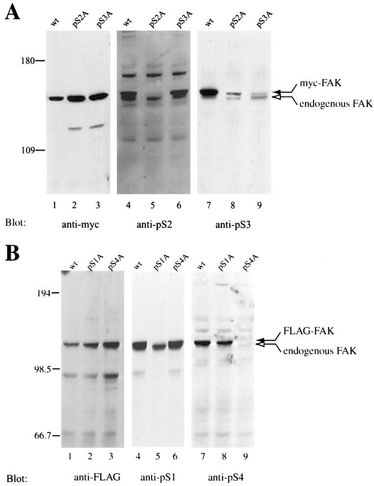Serine Phosphorylation of FAK Figure 2. Site-specific recognition of serine-phosphorylated residues in the C terminus of FAK by phosphospecific antibodies raised against each site of phosphorylation.