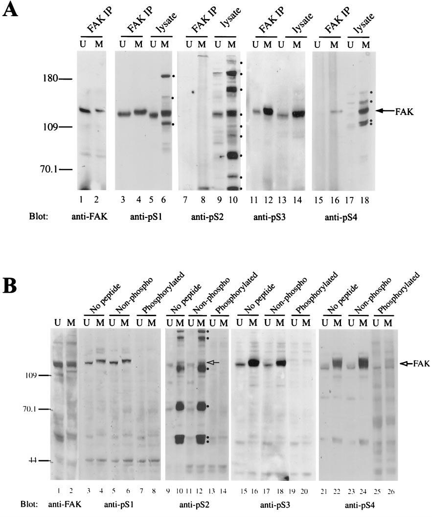 Serine Phosphorylation of FAK Figure 3. Recognition of FAK by phospho-specific antibodies against serine phosphorylated antigens and specific competition by phosphorylated peptides.