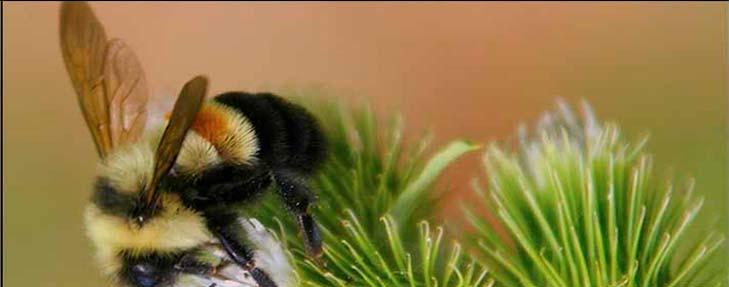 Rusty Patched Bumblebee 2017Expected Listing as Federally Endangered One of 47 native species of bumblebee in North