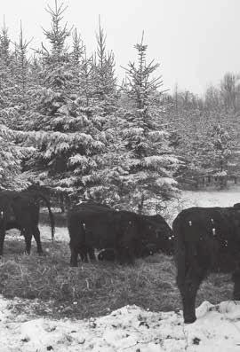 61 the cattle will be using the living barn in the winter when the trees are dormant and the ground is frozen, the manager must watch for any excessive damage to the trees by livestock.