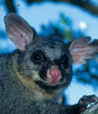 4.1 Pest animals - Plan your Attack Pest animals can be defined as all species introduced to New Zealand that have a negative impact on native plants and animals and/or production areas.
