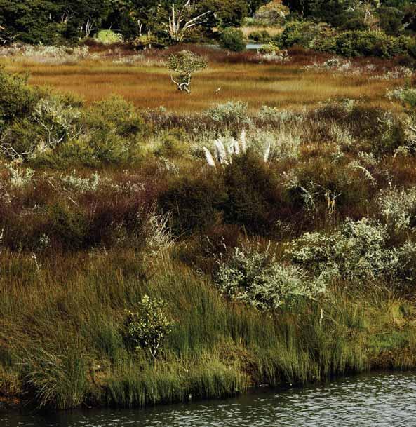 4.3 Looking after Wetlands and Streams Saltmarsh, Ngunguru River. Wetlands Wetlands that once covered vast tracts of New Zealand are today some of the rarest and most at-risk ecosystems.