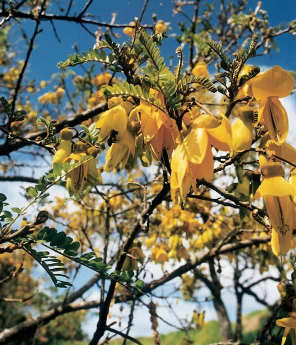 4.5 Action Plan Kowhai flower, Bay of Islands. Developing an action plan and timeline An action plan (as developed in section 3) is a working guide for achieving your objectives.